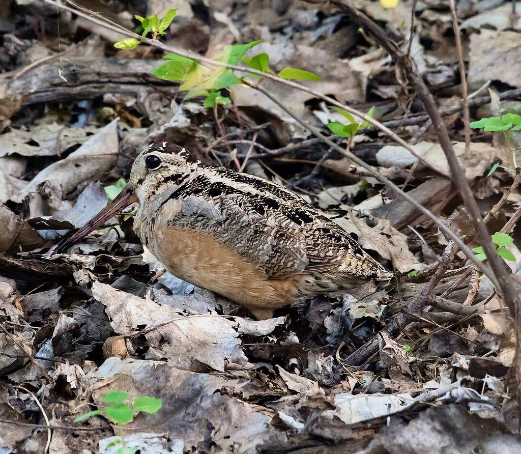 American woodcock by Doug Greenberg is licensed under CC BY-NC 2.0.